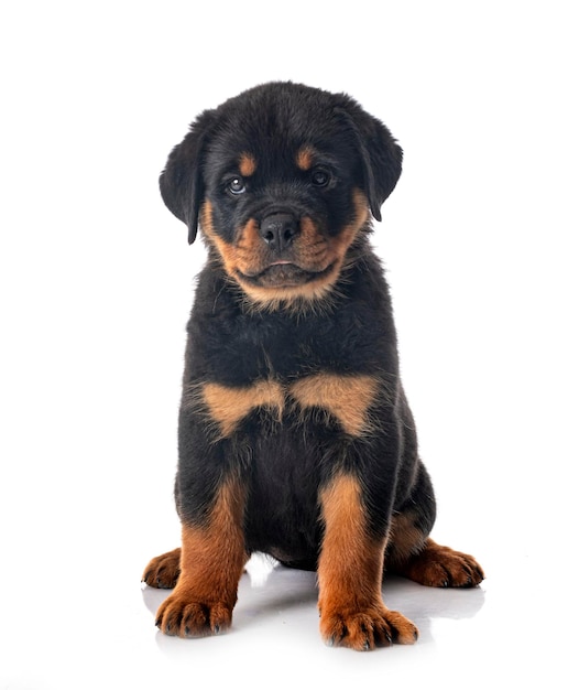 Puppy rottweiler voor witte achtergrond