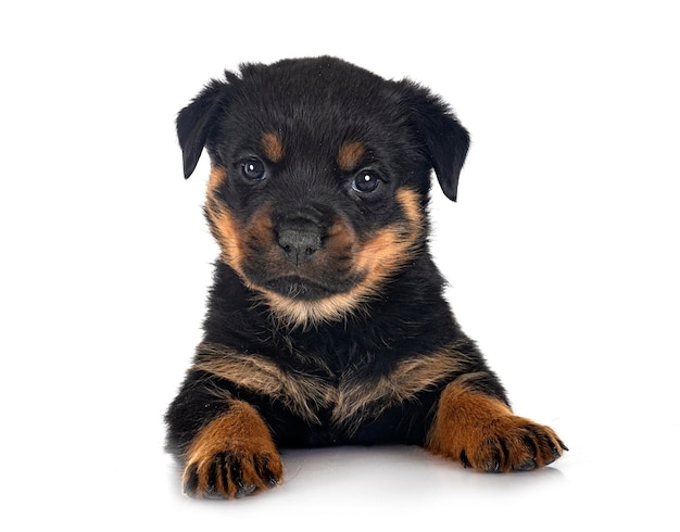 Puppy rottweiler voor witte achtergrond