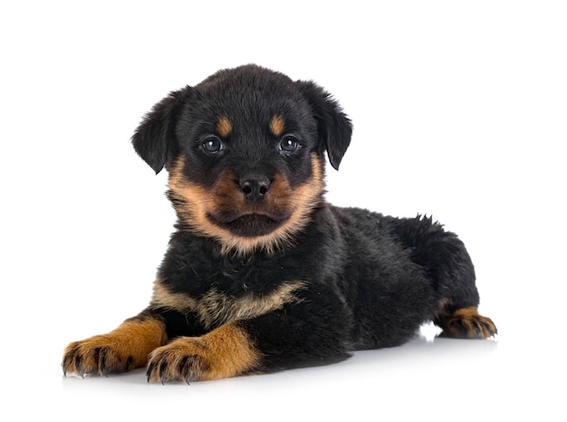 Puppy rottweiler voor witte achtergrond