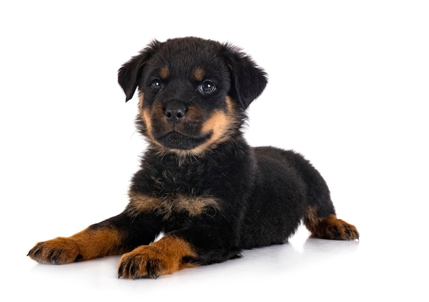 Puppy rottweiler voor witte achtergrond