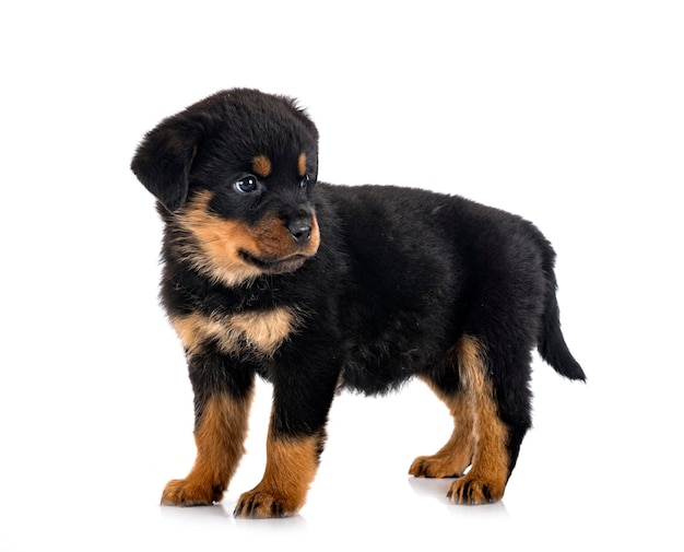 Puppy rottweiler voor witte achtergrond