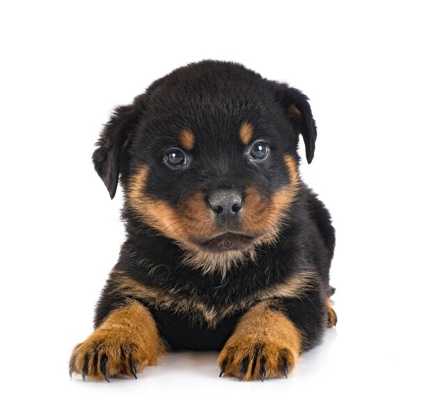 Puppy rottweiler voor witte achtergrond