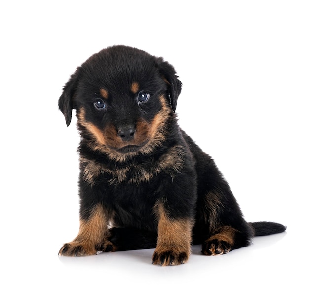 Puppy rottweiler voor witte achtergrond