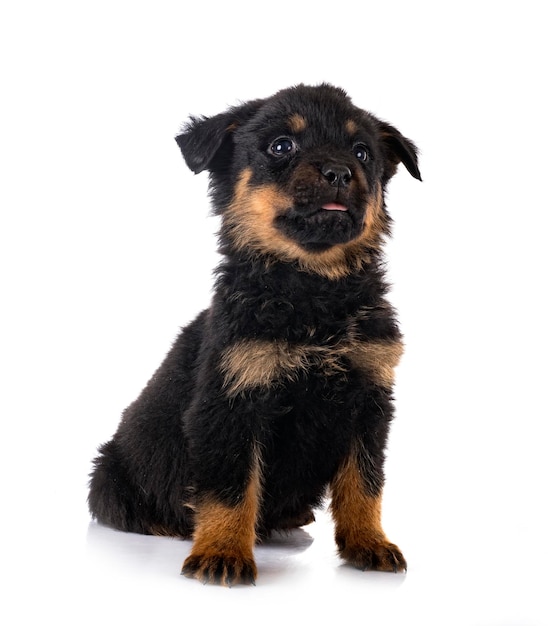 Puppy rottweiler voor witte achtergrond