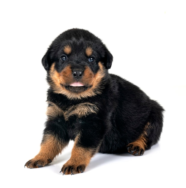 Puppy rottweiler voor witte achtergrond