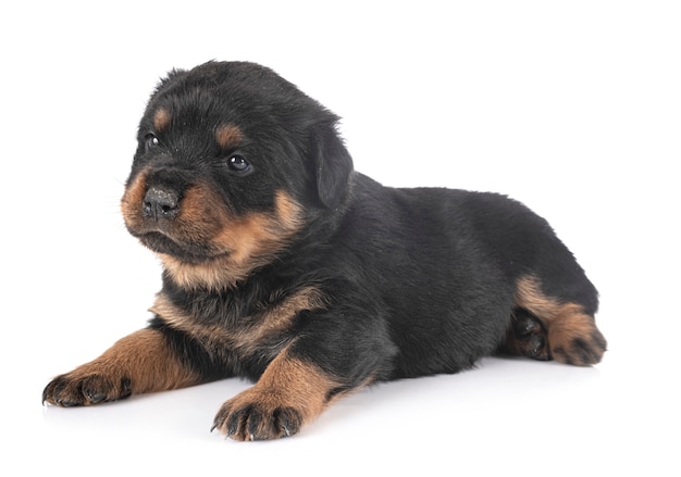 Puppy rottweiler on white isolated