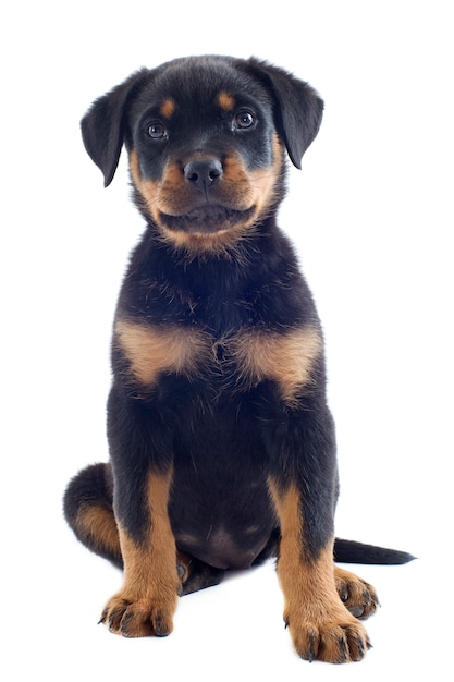 Puppy rottweiler on white