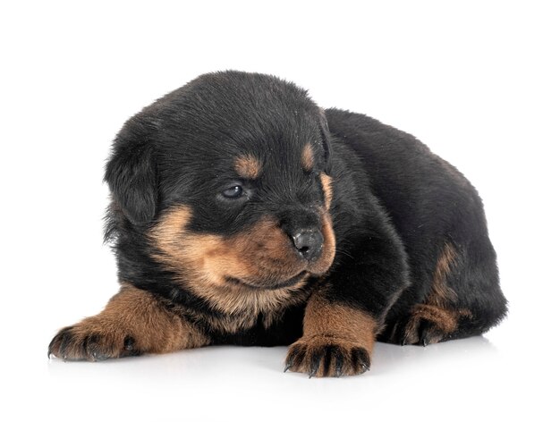 Puppy rottweiler on white