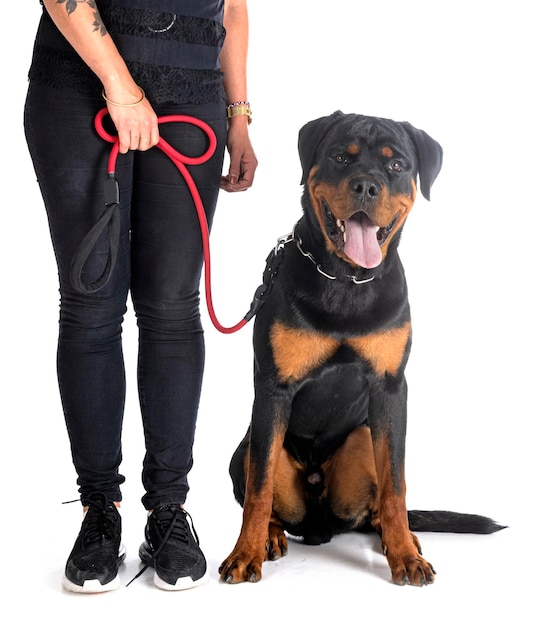 Puppy rottweiler and woman