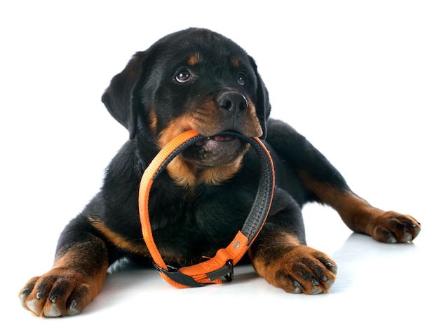 写真 子犬ロットワイラー