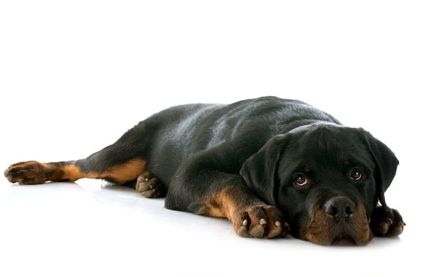 Foto cucciolo di rottweiler