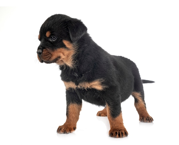 Puppy rottweiler 