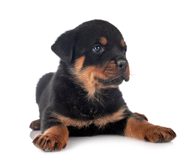 Puppy rottweiler