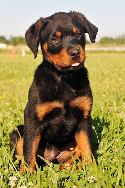 Puppy rottweiler