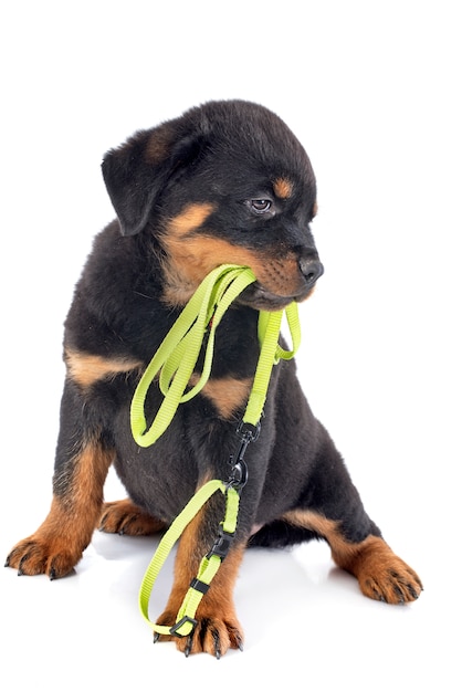 Puppy rottweiler