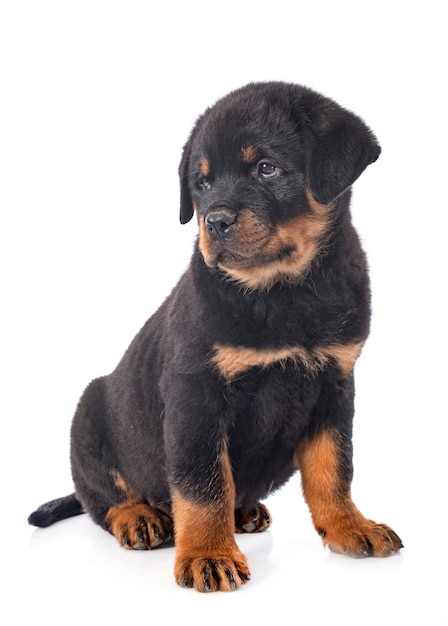 puppy rottweiler