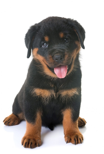 子犬ロットワイラー