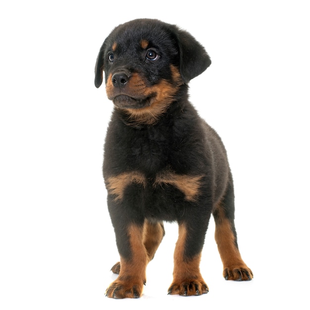 Puppy rottweiler