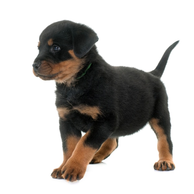 Puppy rottweiler 