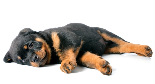 Cucciolo di rottweiler