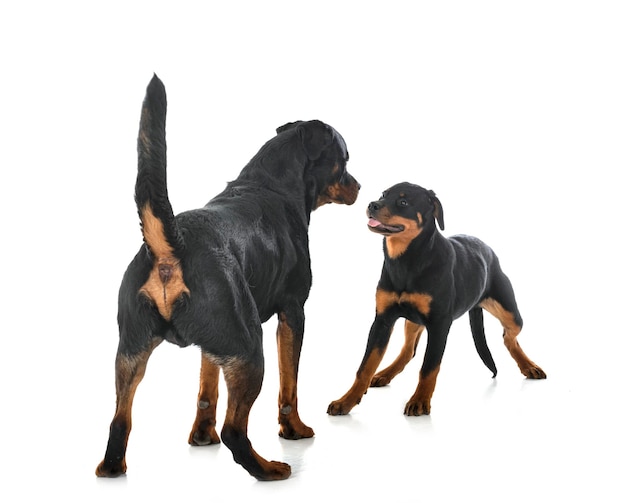 Cucciolo rottweilerand adulto in studio