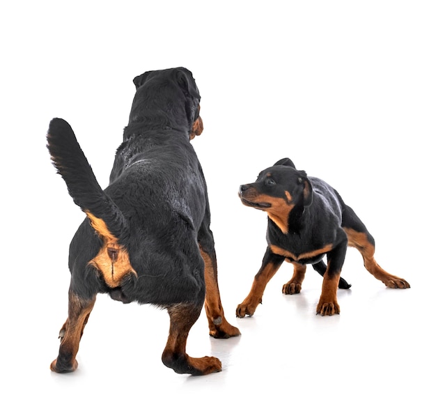 Puppy rottweilerand adult in studio