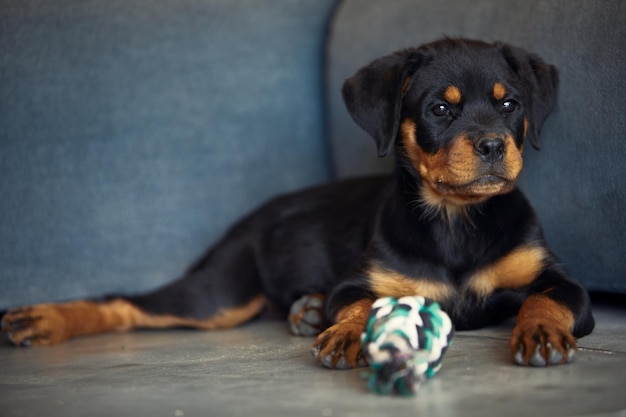 Puppy rottweiller doglying neer kijkend ver weg