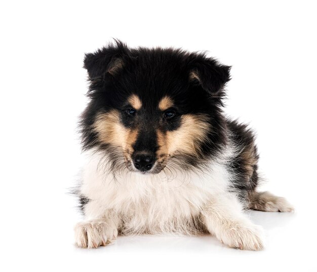 puppy Rough Collie in front of white background