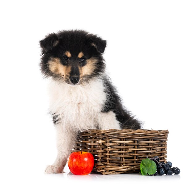 白い背景の前でラフ ・ コリーの子犬