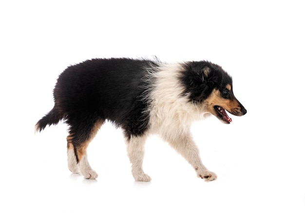 Puppy Rough Collie