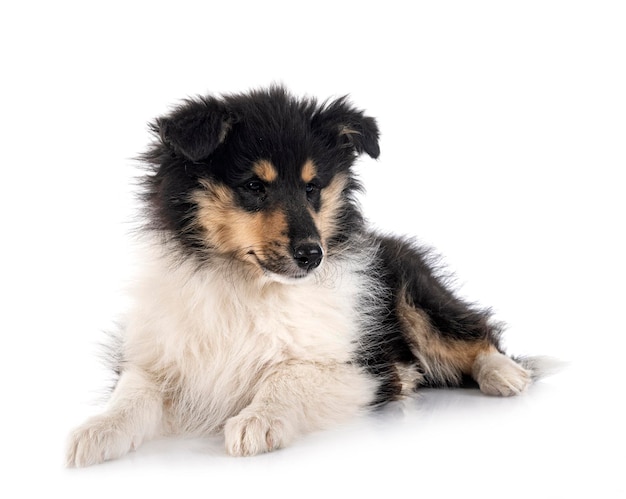 Puppy Rough Collie