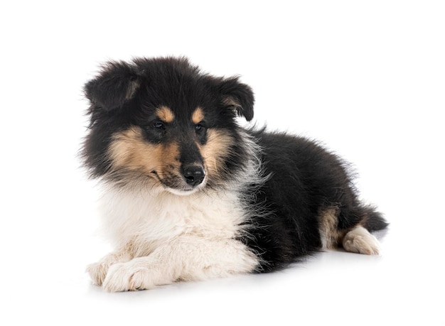 Puppy Rough Collie