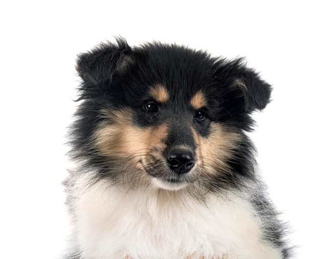 Puppy Rough Collie