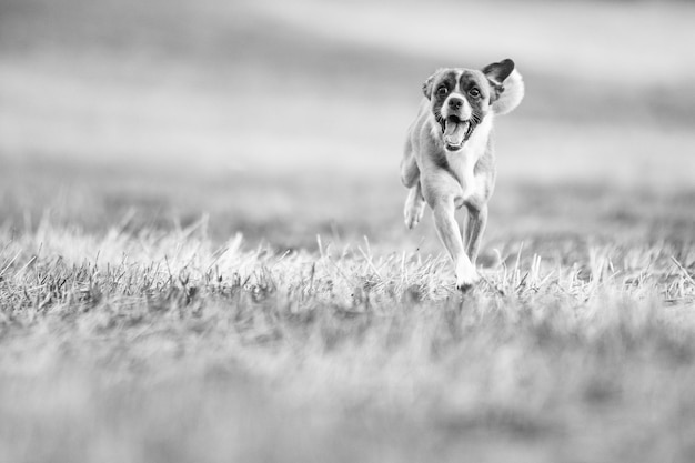 写真 実行中の子犬