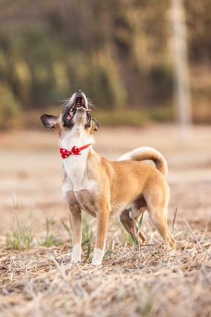 写真 実行中の子犬