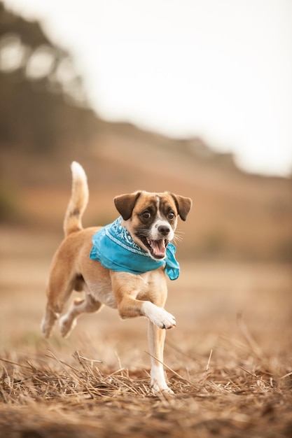 Photo puppy running