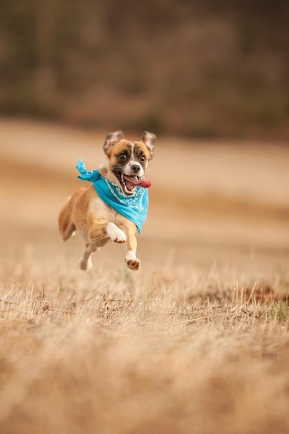 puppy running