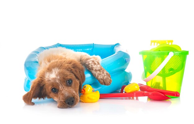 Puppy rust op een witte achtergrond