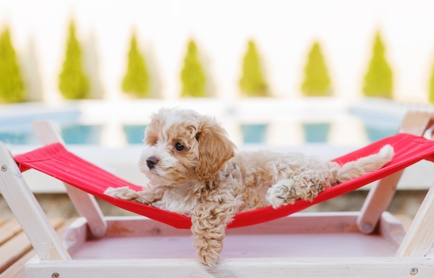 Foto puppy rustend in een hangmat geliefd huisdier in de natuurlijke sfeer van een prachtig huis