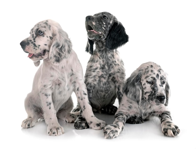 puppy's Engelse setter