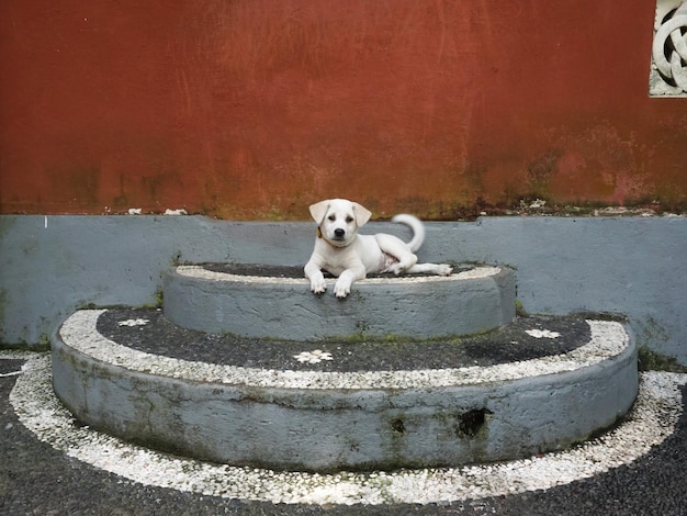 Foto puppy's in de hondenopvang in ubud bali.