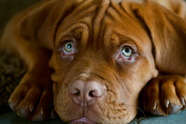 Foto lo sguardo pensoso del cucciolo bella museruola di un cane di razza