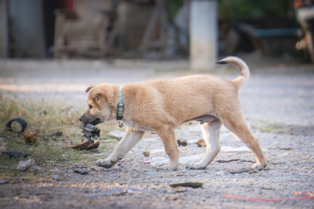 Puppy's spelen in de vuilnisbak en zien er vies, slordig en haveloos uit