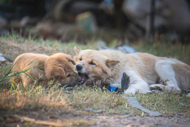 Puppy's spelen in de vuilnisbak en zien er vies, slordig en haveloos uit
