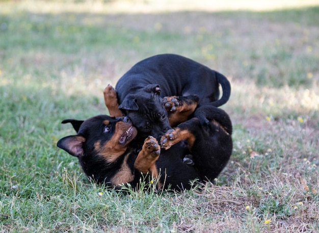 Puppy's staffordshire bull terrier en rottweiler spelen in een tuin