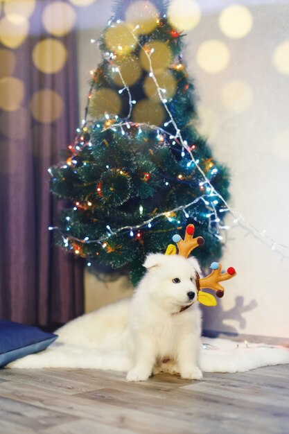 サモエドハスキー犬の子犬。クリスマスと新年の装飾。クリスマスツリーの近くの小さな犬。