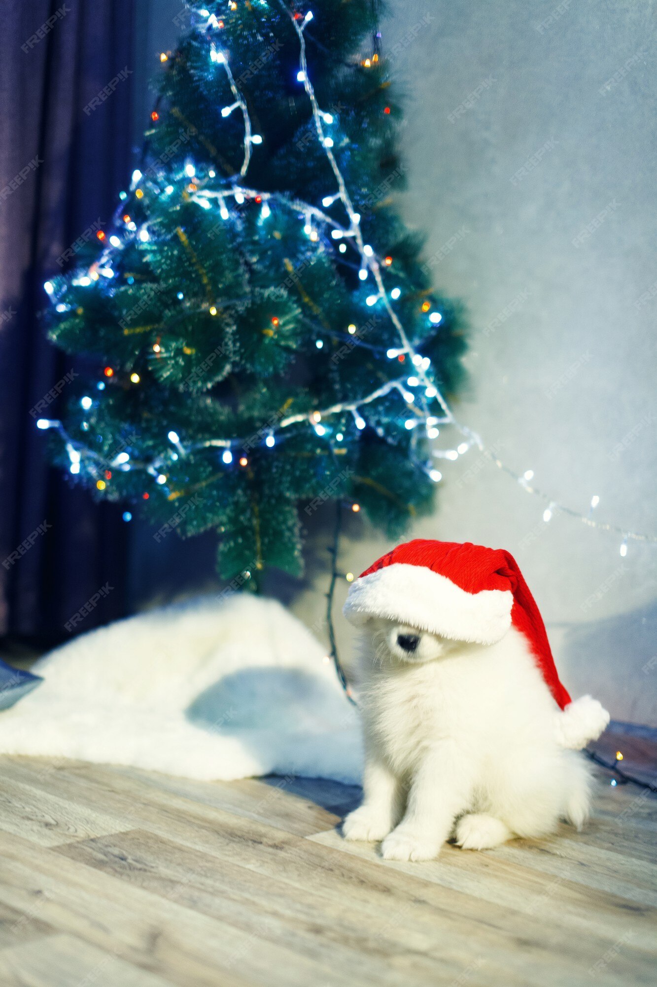 Premium Photo | Puppy of samoyed husky dog. christmas and new year ...