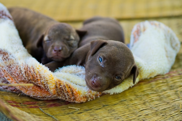 puppy, schattige babyhond, slapen