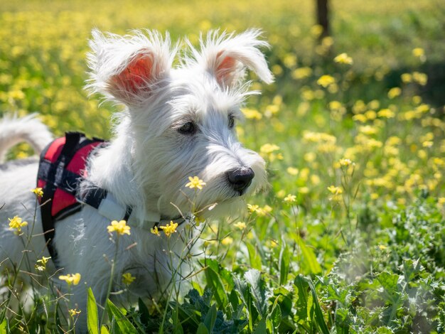 Cucciolo di schnauzer cucciolo di colore bianco e con imbracatura rossa guarda da vicino