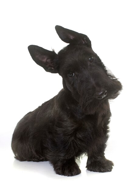 Photo puppy scottish terrier